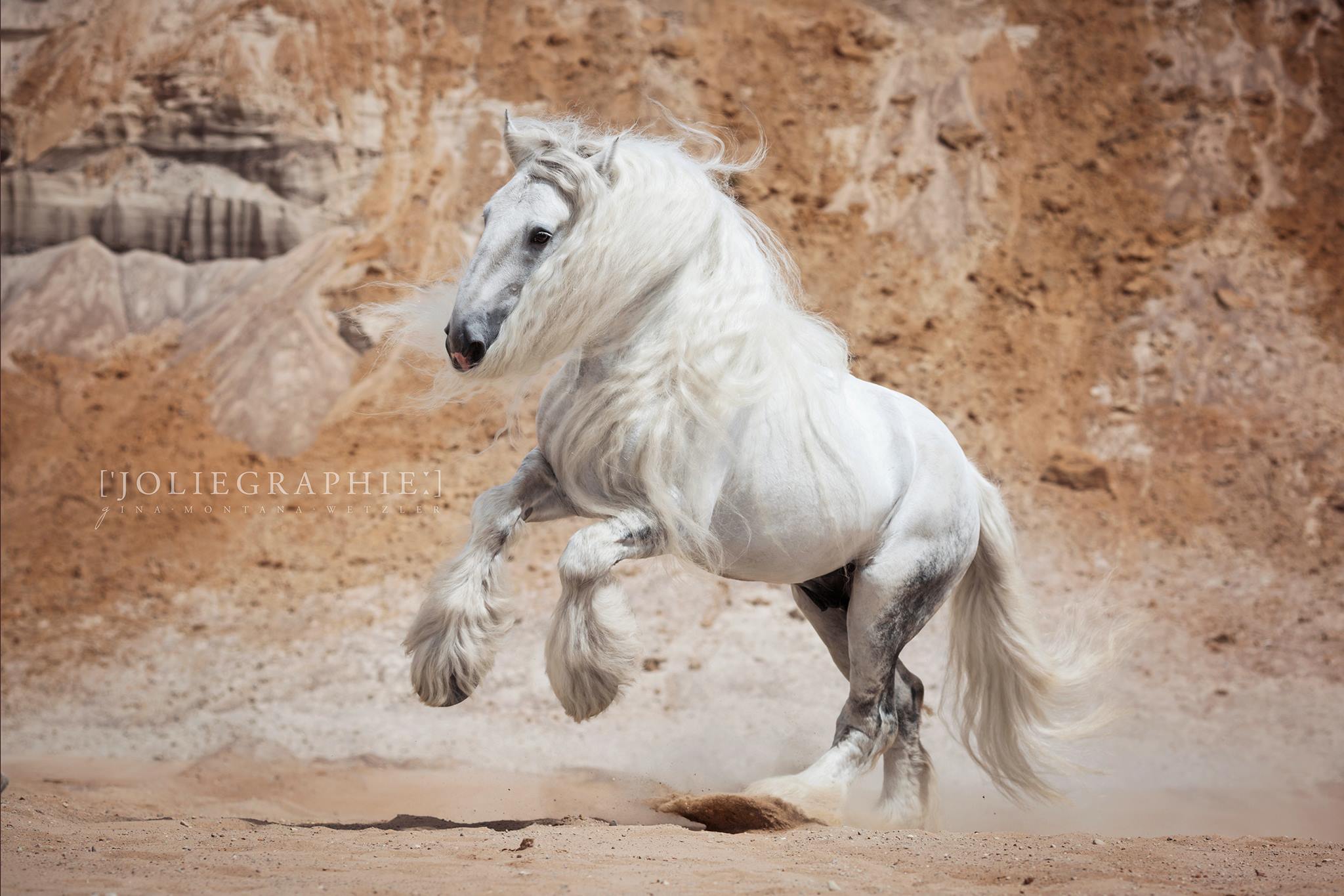 Shire Horse Stallion - Upper Delves James